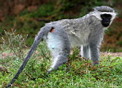 vervet monkeys addo IMG_3882.jpg